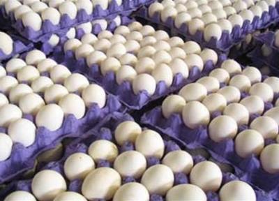 یک مقام مسئول در گفت وگو با خبرنگاران: کاهش قیمت تخم مرغ در بازار، مازاد روزانه 200 تن تخم مرغ دردسرساز شد