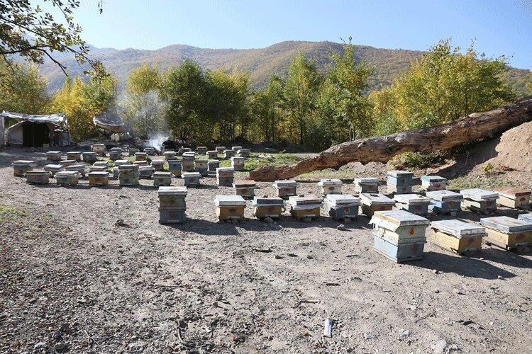 فصل کوچ زنبورداران به البرز