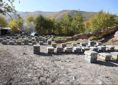 فصل کوچ زنبورداران به البرز