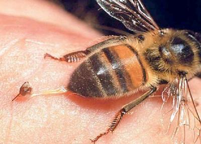 مرگ سلول های سرطانی با زهر زنبور عسل