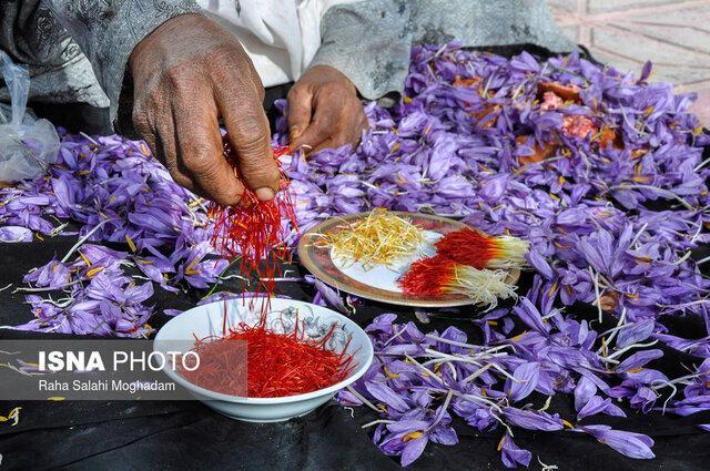کشف 3000 بسته زعفران تقلبی در شاهین شهر